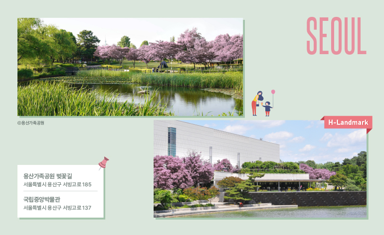 서울 서울 용산가족공원 벚꽃길 & 국립중앙박물관 위치 용산가족공원: 서울특별시 용산구 서빙고로 185 국립중앙박물관: 서울특별시 용산구 서빙고로 137